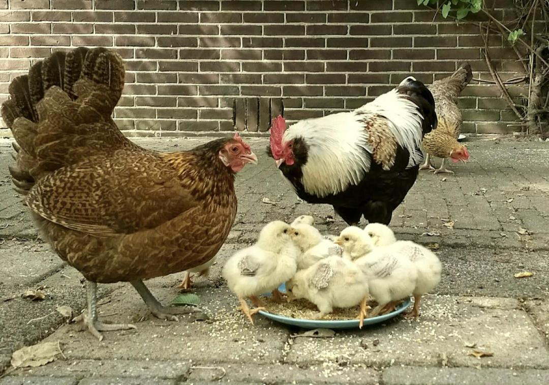 Vita Nova Hippolytushoef Dış mekan fotoğraf